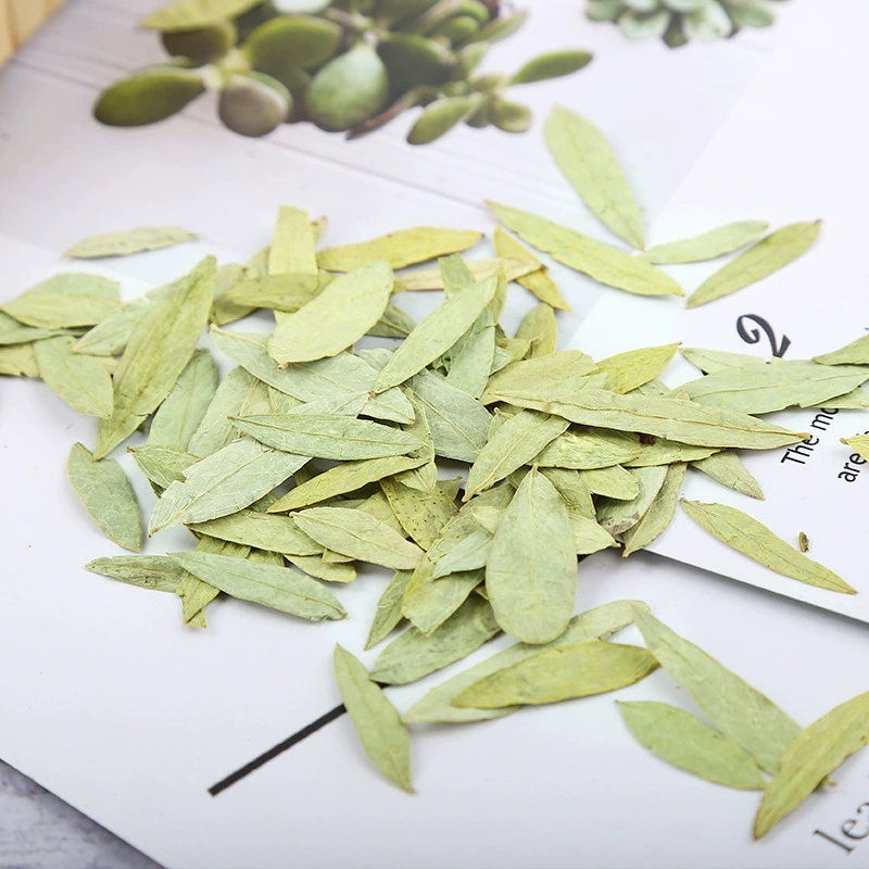 Hojas de senna naturales de pr - Candle Making Bath reseña y precio